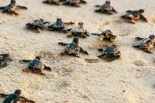 Tortugas recién nacidas cruzando la arena